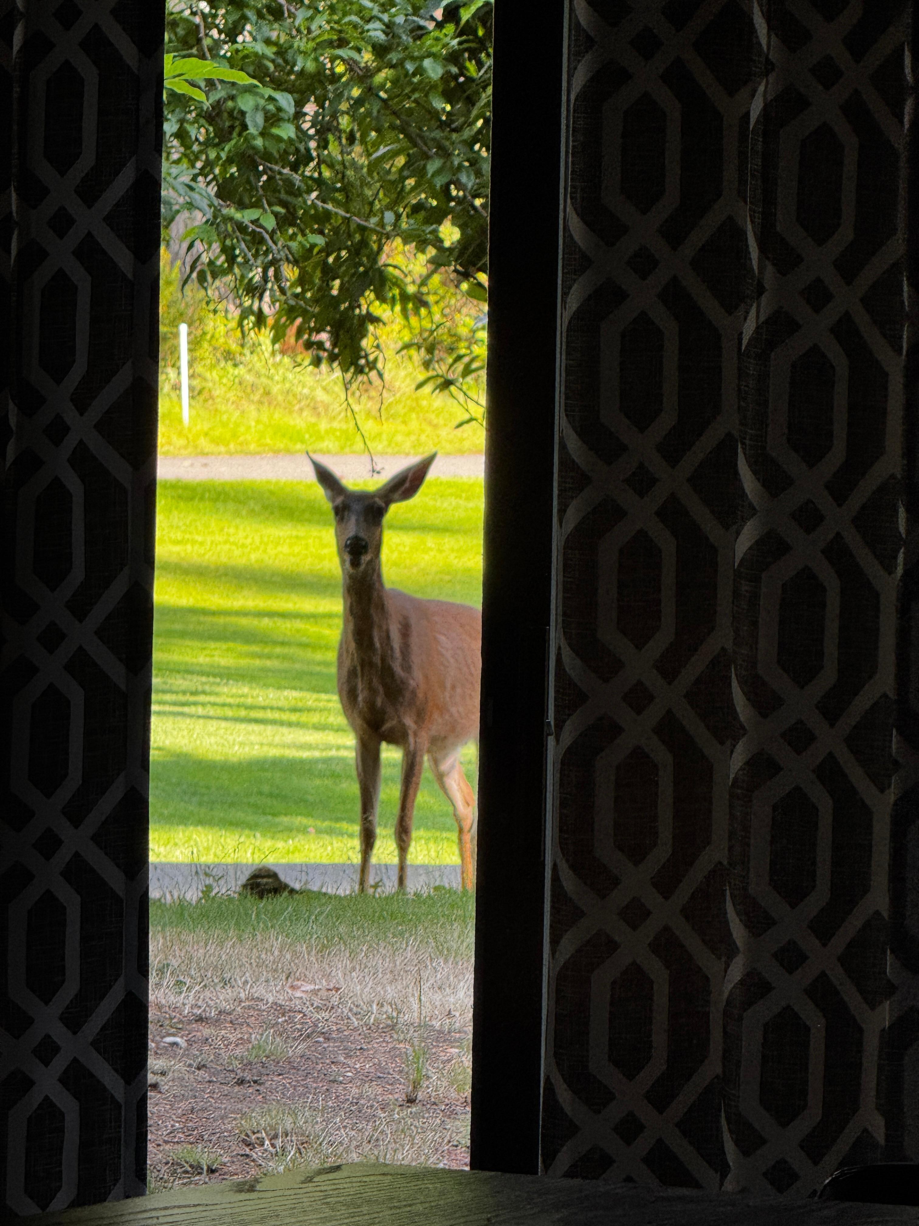 Looking out the basement doorway we had a visitor. 