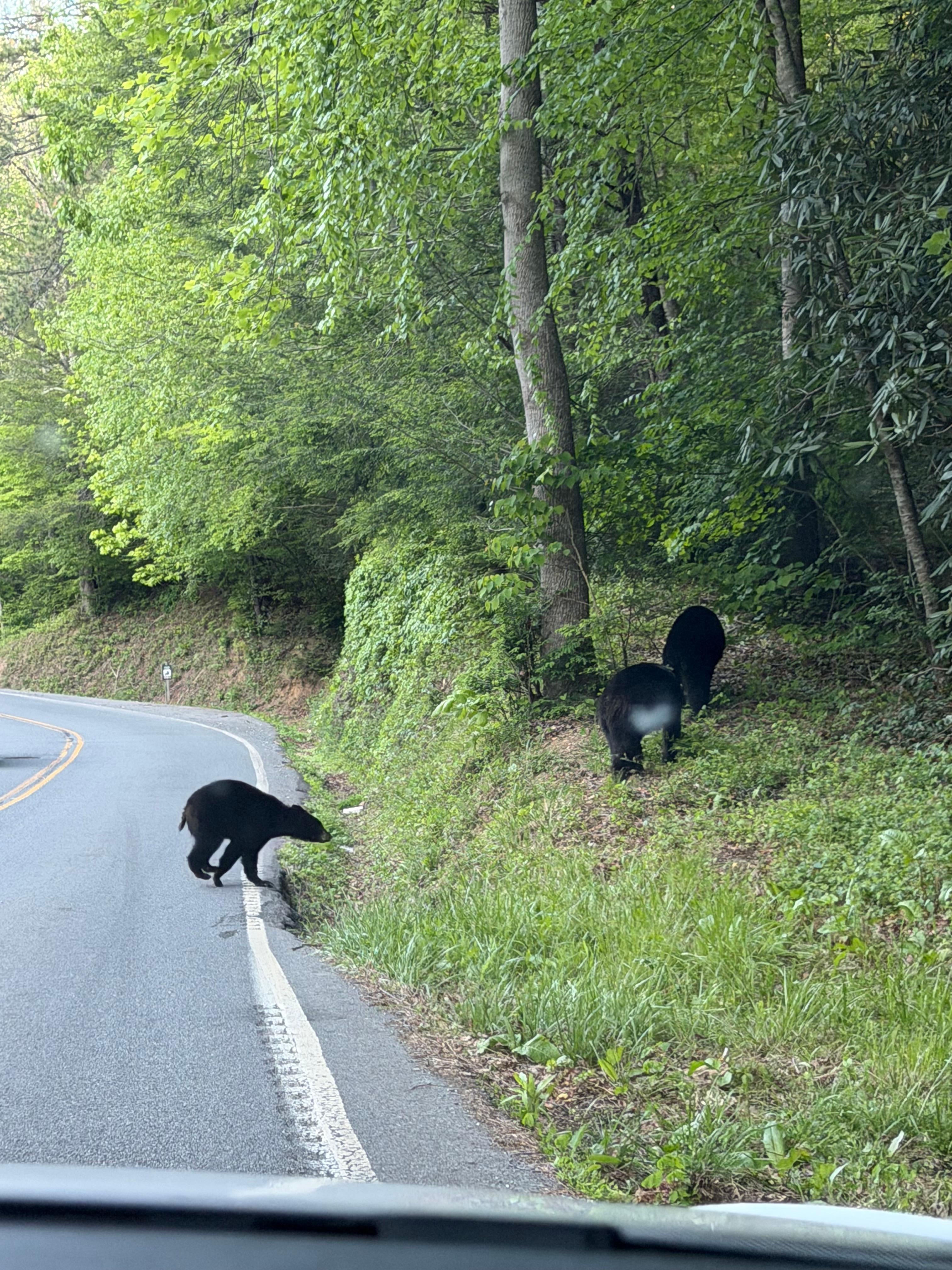 We saw bears everyday on Powdermill road.
