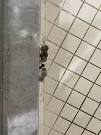 Mushrooms growing in shower
