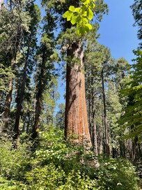 If you get the chance,visit the Calaveras Big Trees,incredible!