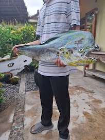 Fresh Mahi Mahi
