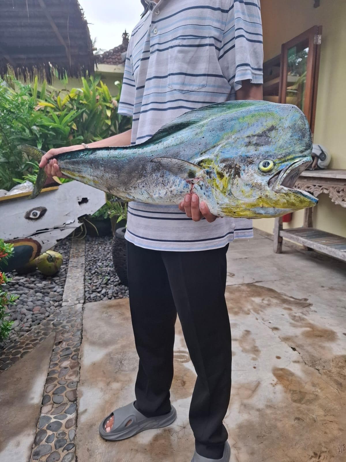 Fresh Mahi Mahi
