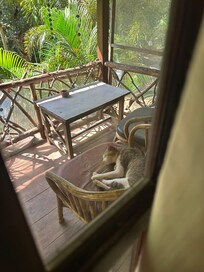 部屋の前に猫もいました。なついていませんが。