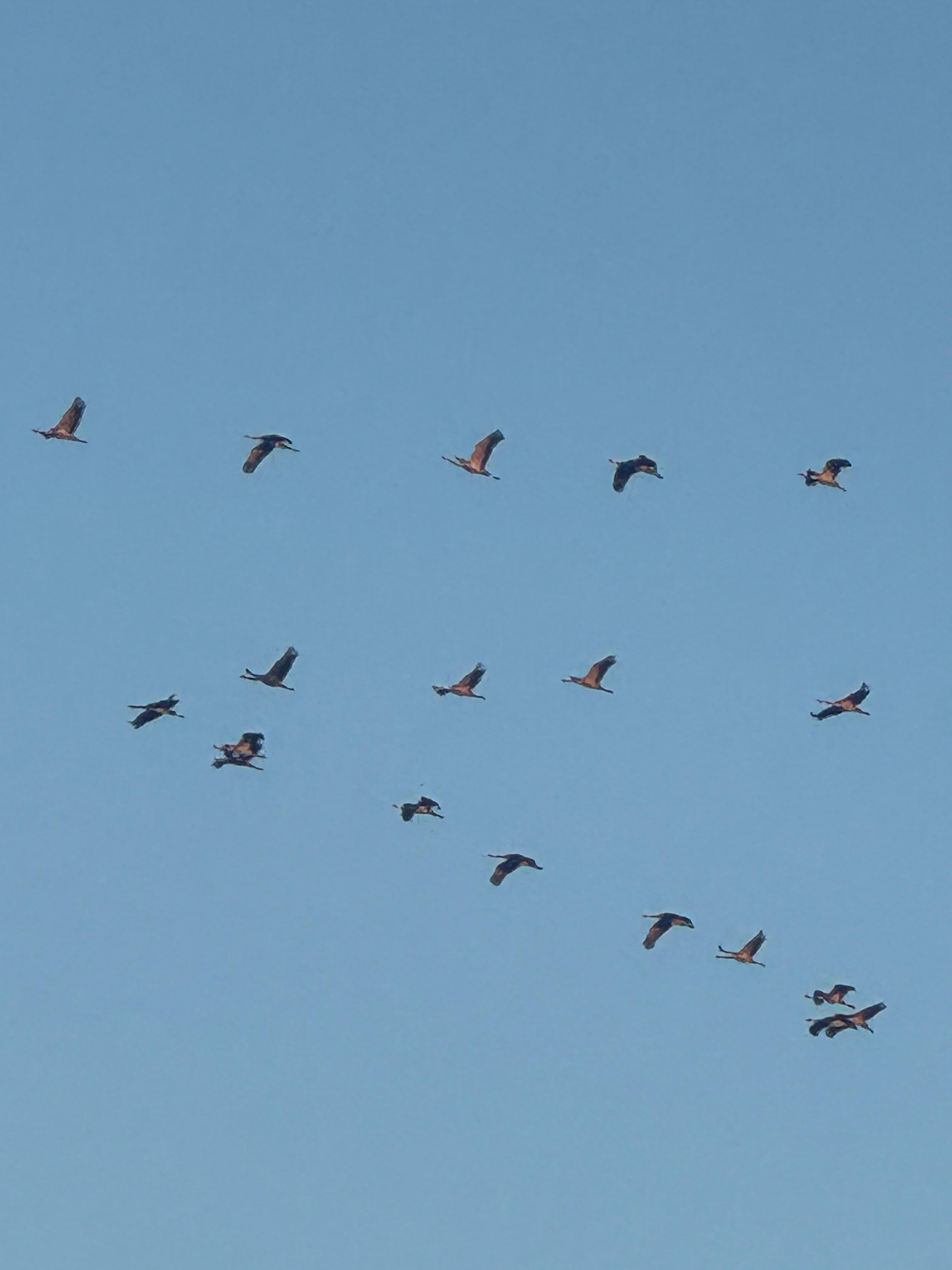 Kranichflug über dem Spazierweg nahe dem Haus