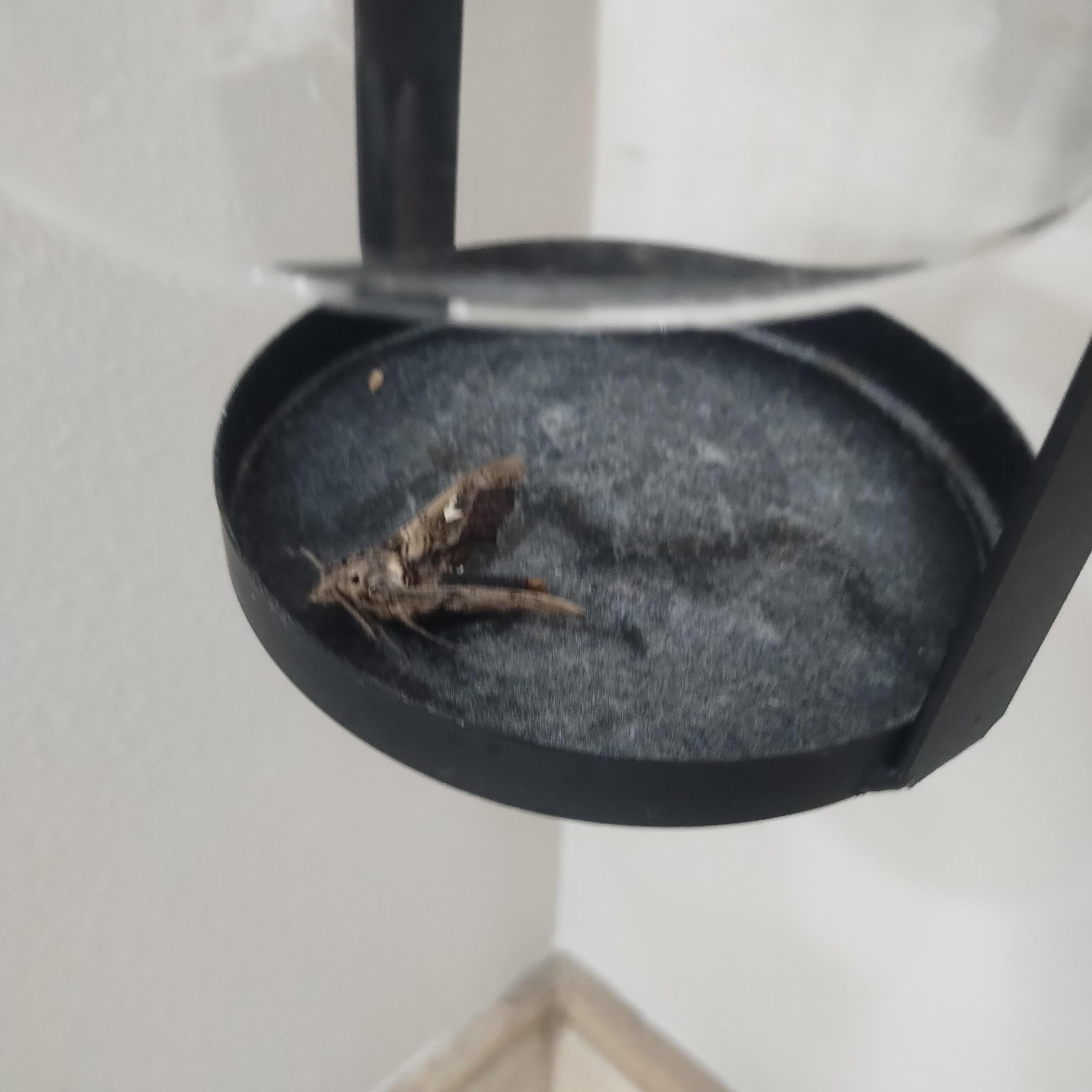 these  dead bugs were found  in both bathrooms 