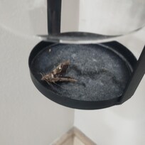 these dead bugs were found in both bathrooms