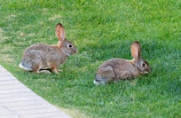 furry friends at the complex