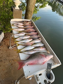Catch of the day ready for fileting at dockside filet table .