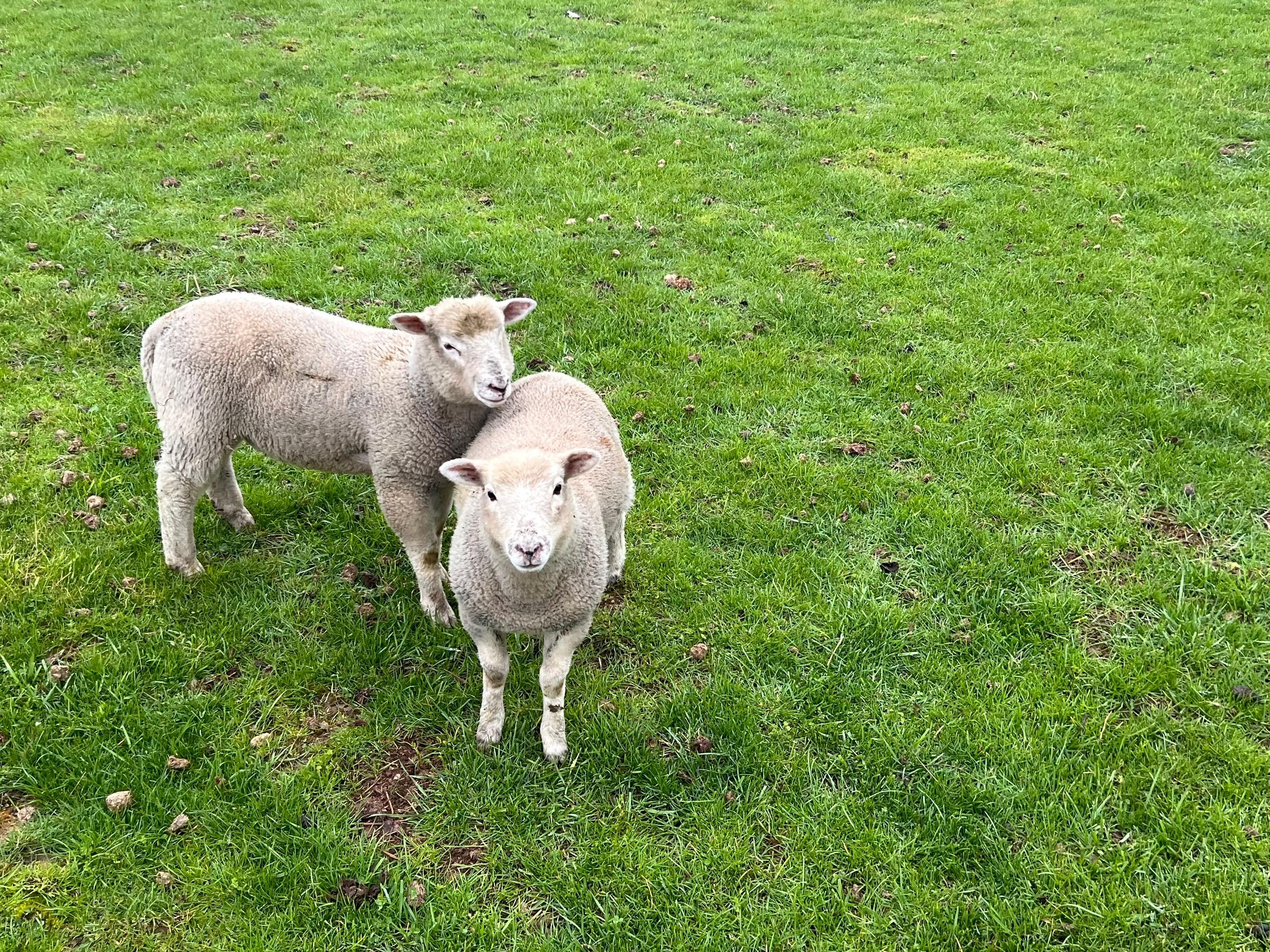 Lambs behind Allensville donuts
