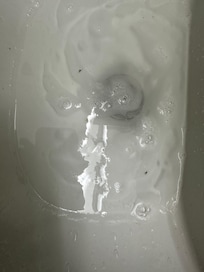 Bugs and sink does not drain