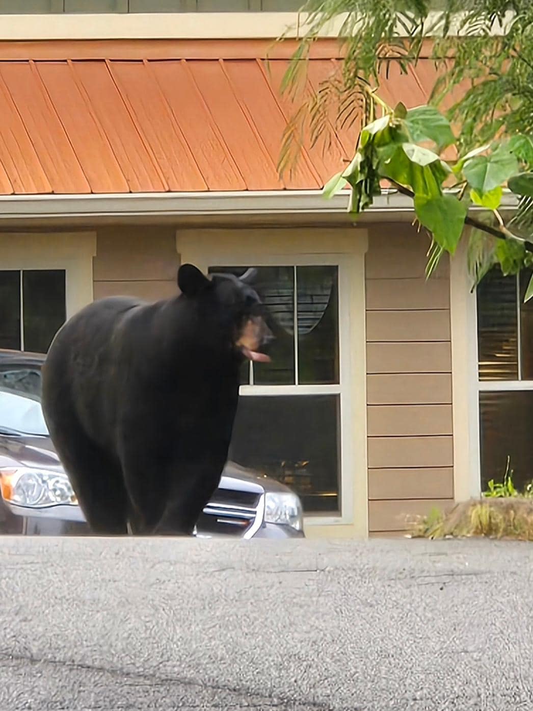 welcoming committee upon arrival 