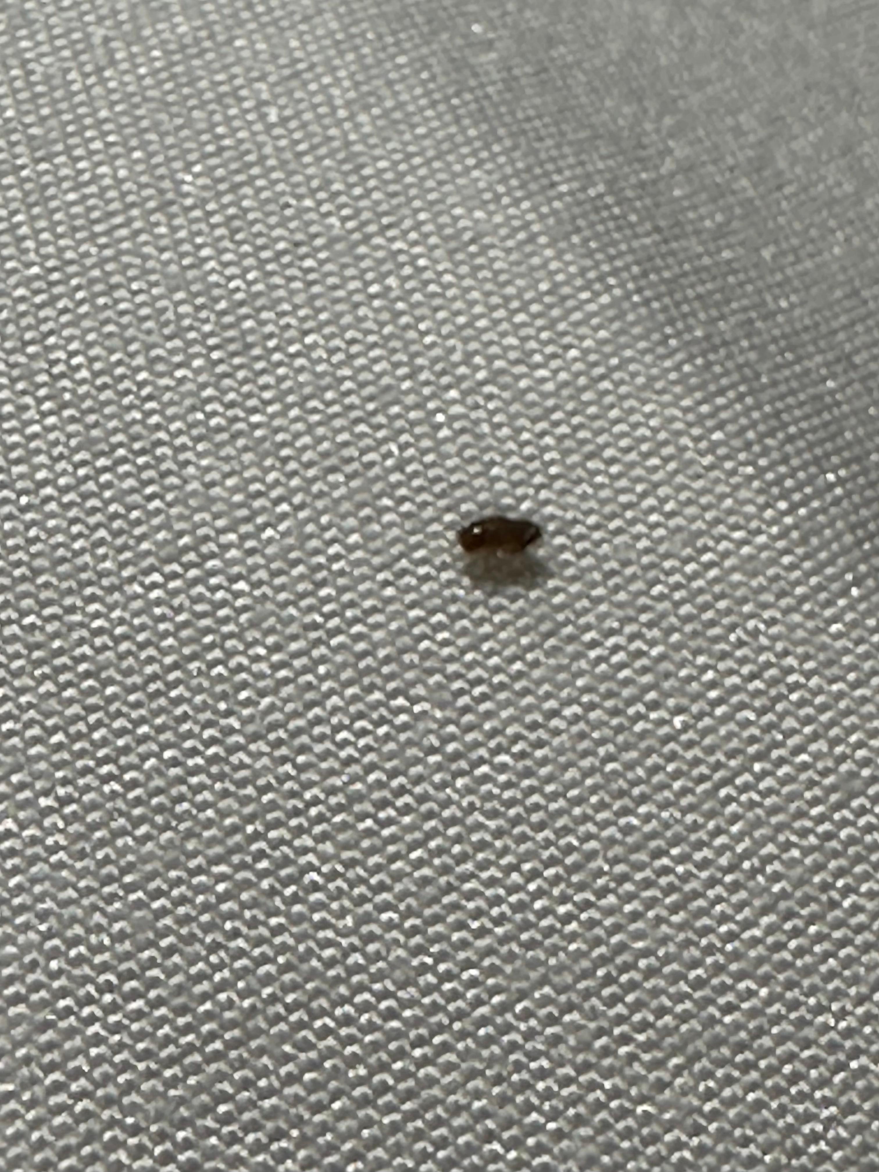 Up close you can tell it had the brown shell on the back. We looked it up and it was a bed bug. Very small but still there. 