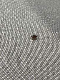 Up close you can tell it had the brown shell on the back. We looked it up and it was a bed bug. Very small but still there.