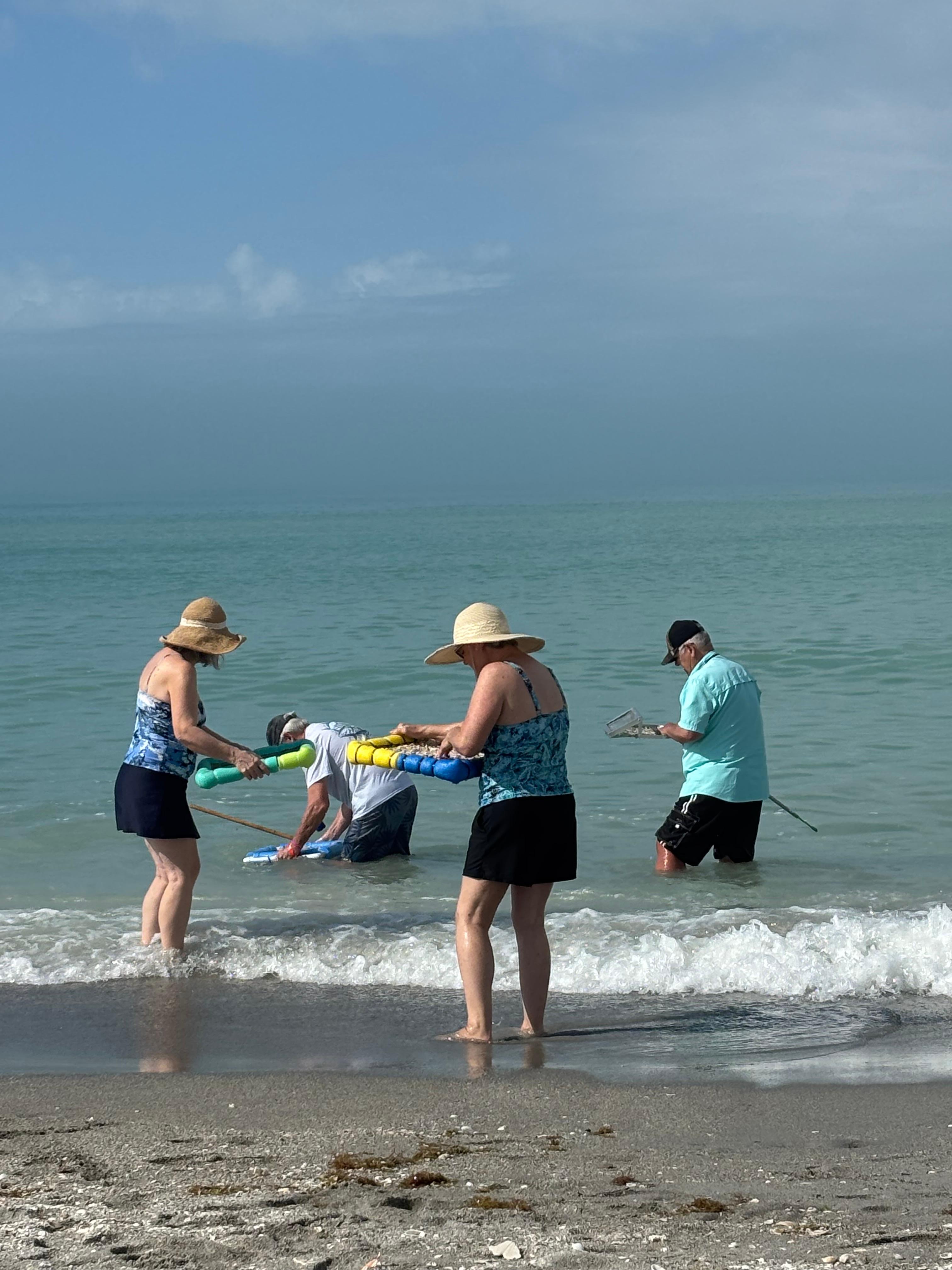 Shark tooth hunting at Venice Beach 