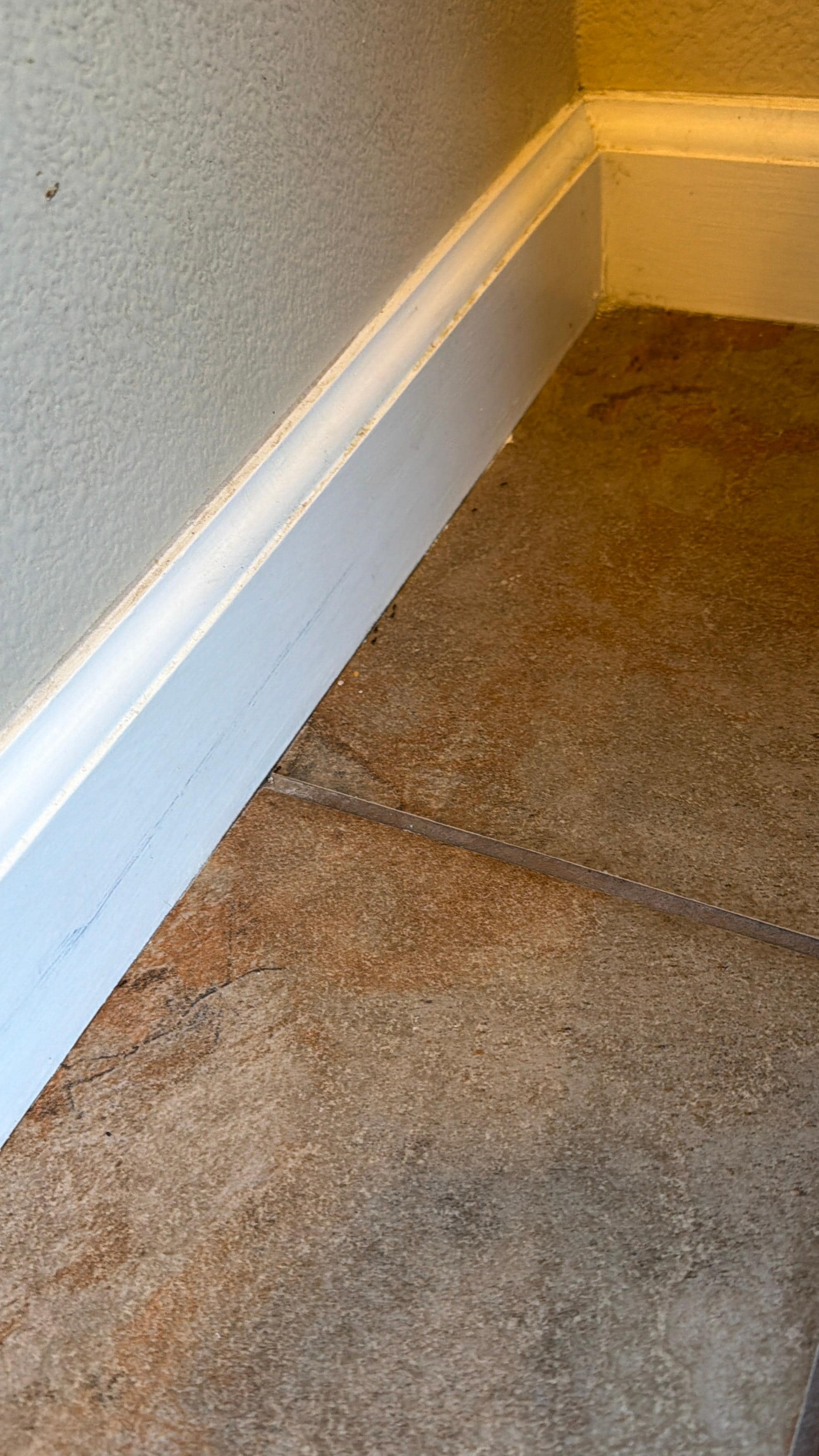 Ants in kitchen around baseboard