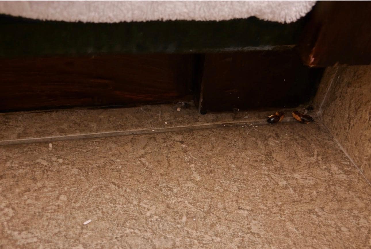 Roaches under bed 