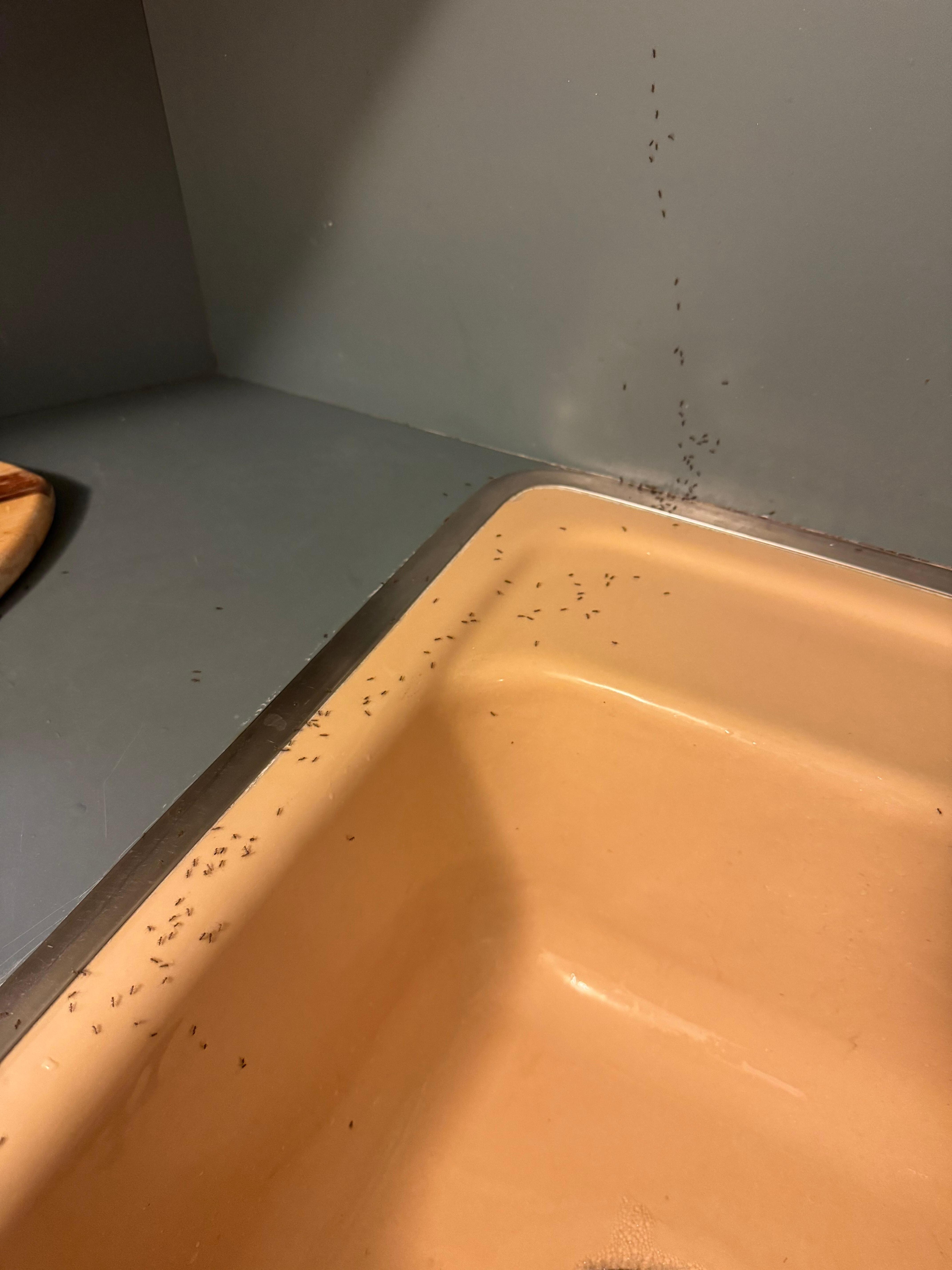 Ant infestation