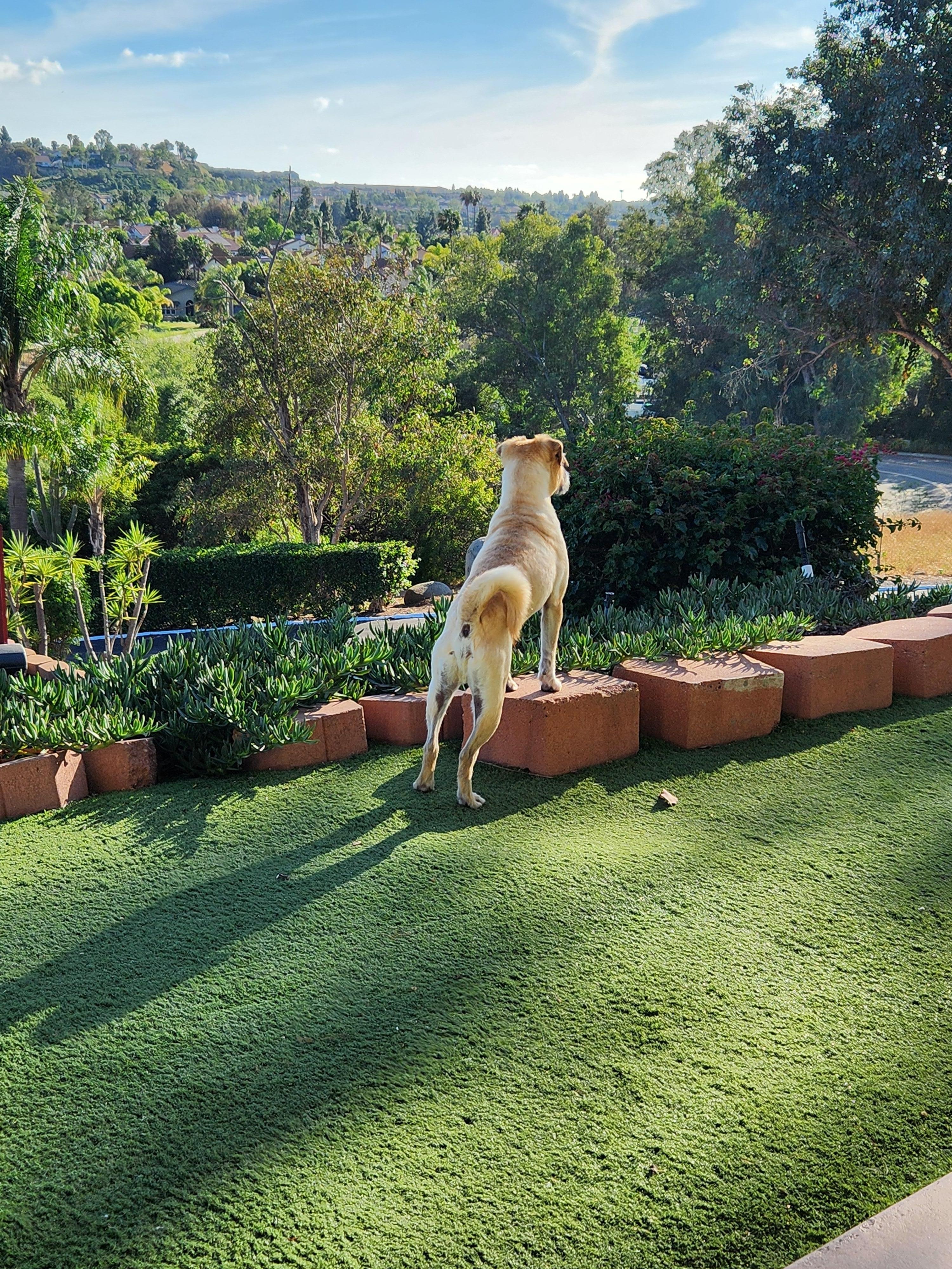 Dog friendly