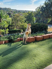 Dog friendly