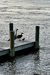 Goose family on the dock