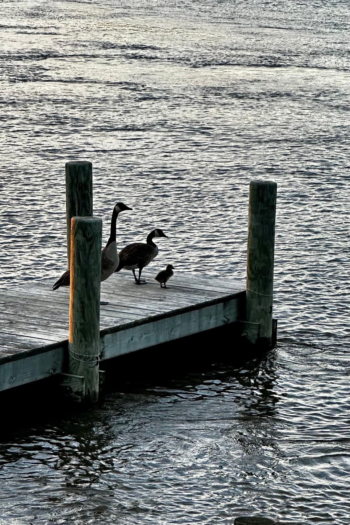 Goose family on the dock