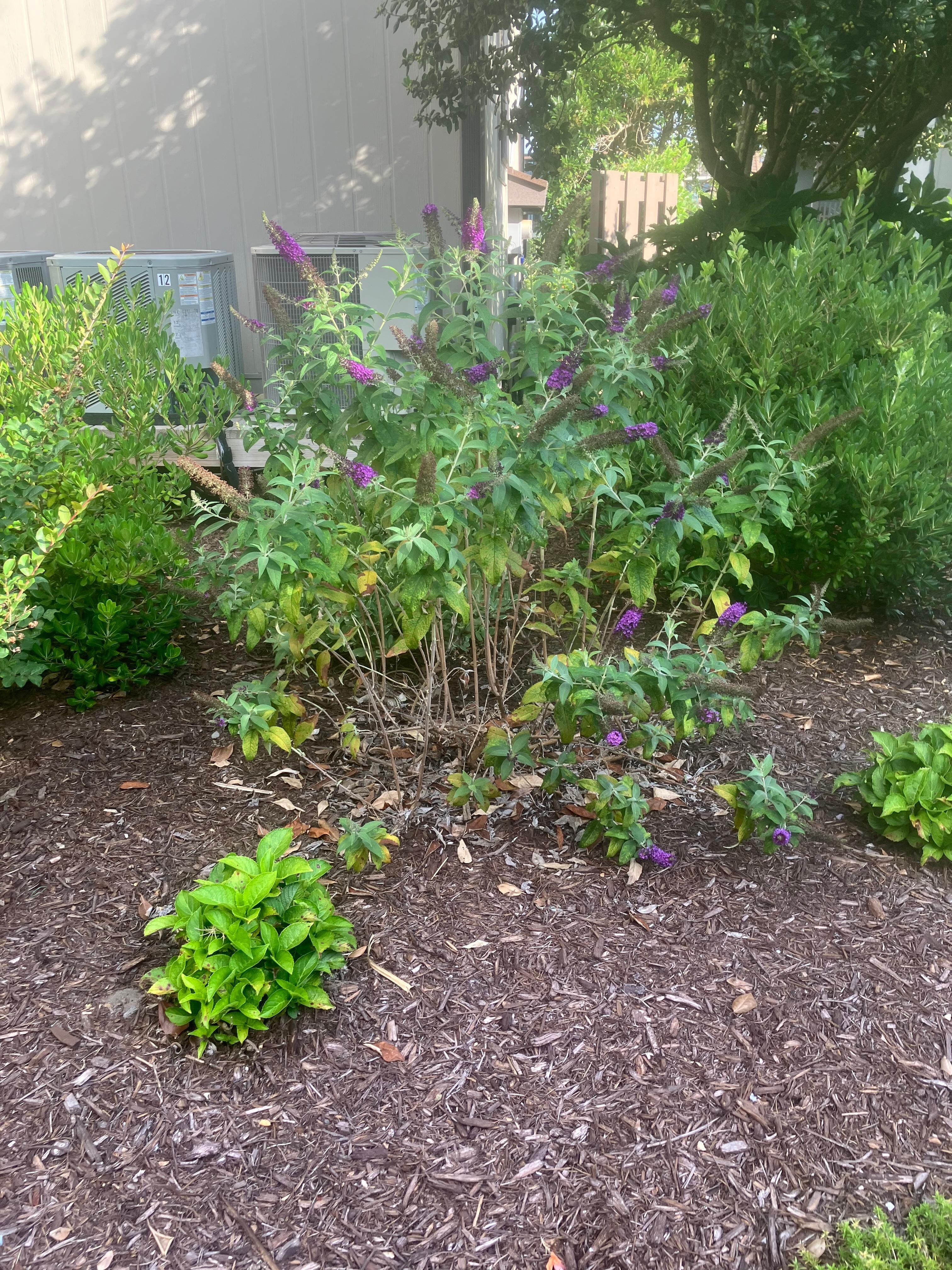 Landscaping