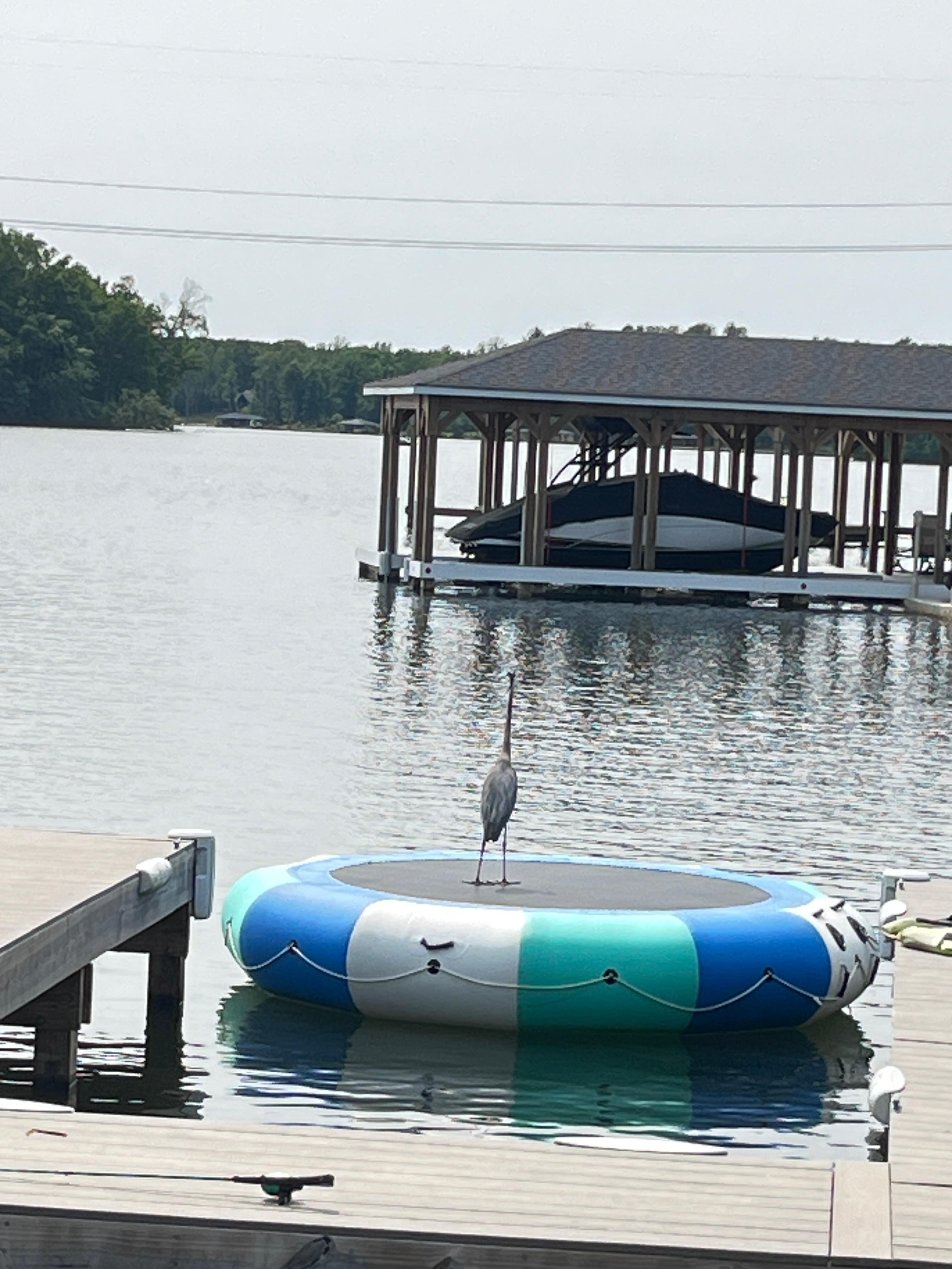 Mr Heron visited us daily. 
