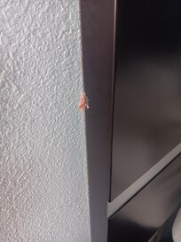Gum on head board