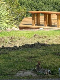 Cottontail Hub
