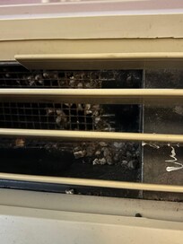 Mold?