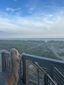 Bodie loved the view from the deck!