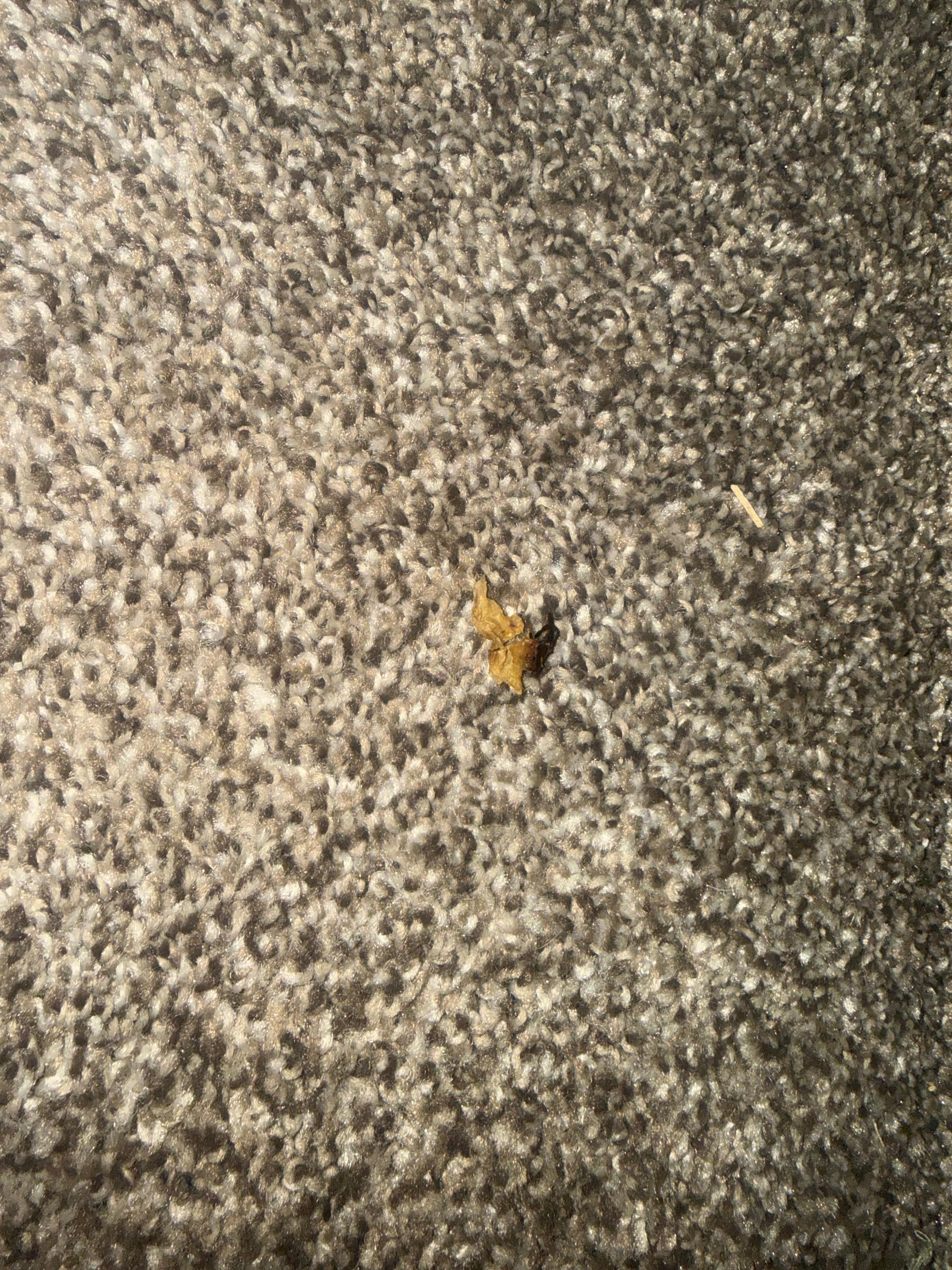 Picture of debris on the floor. 