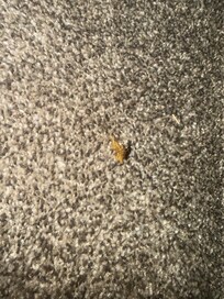 Picture of debris on the floor.