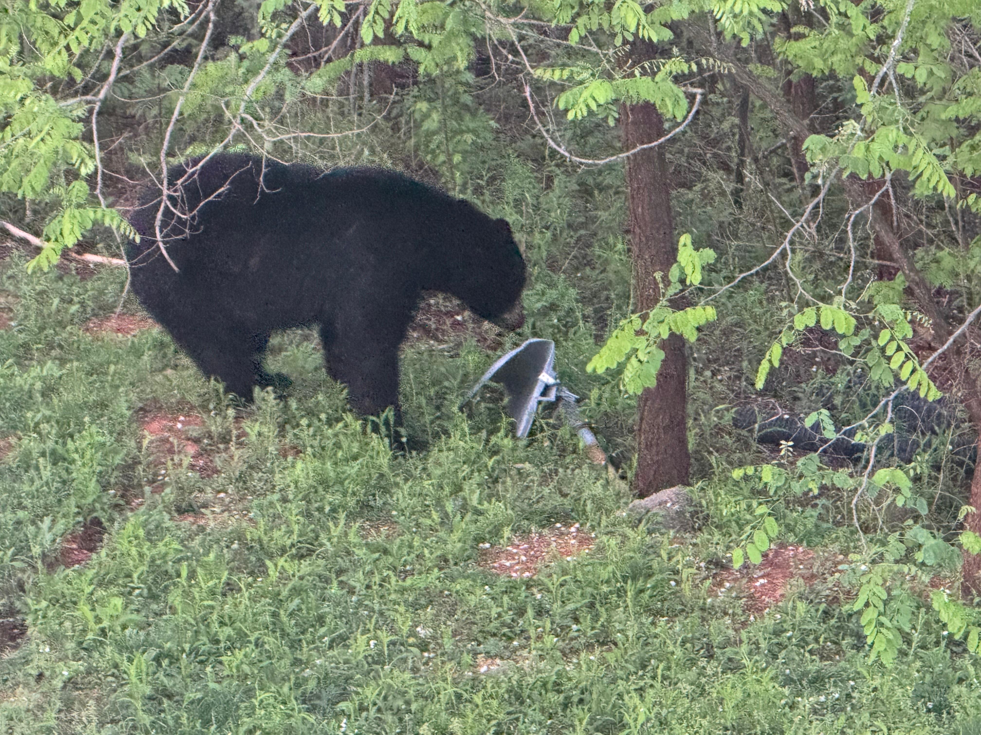 Morning visitor