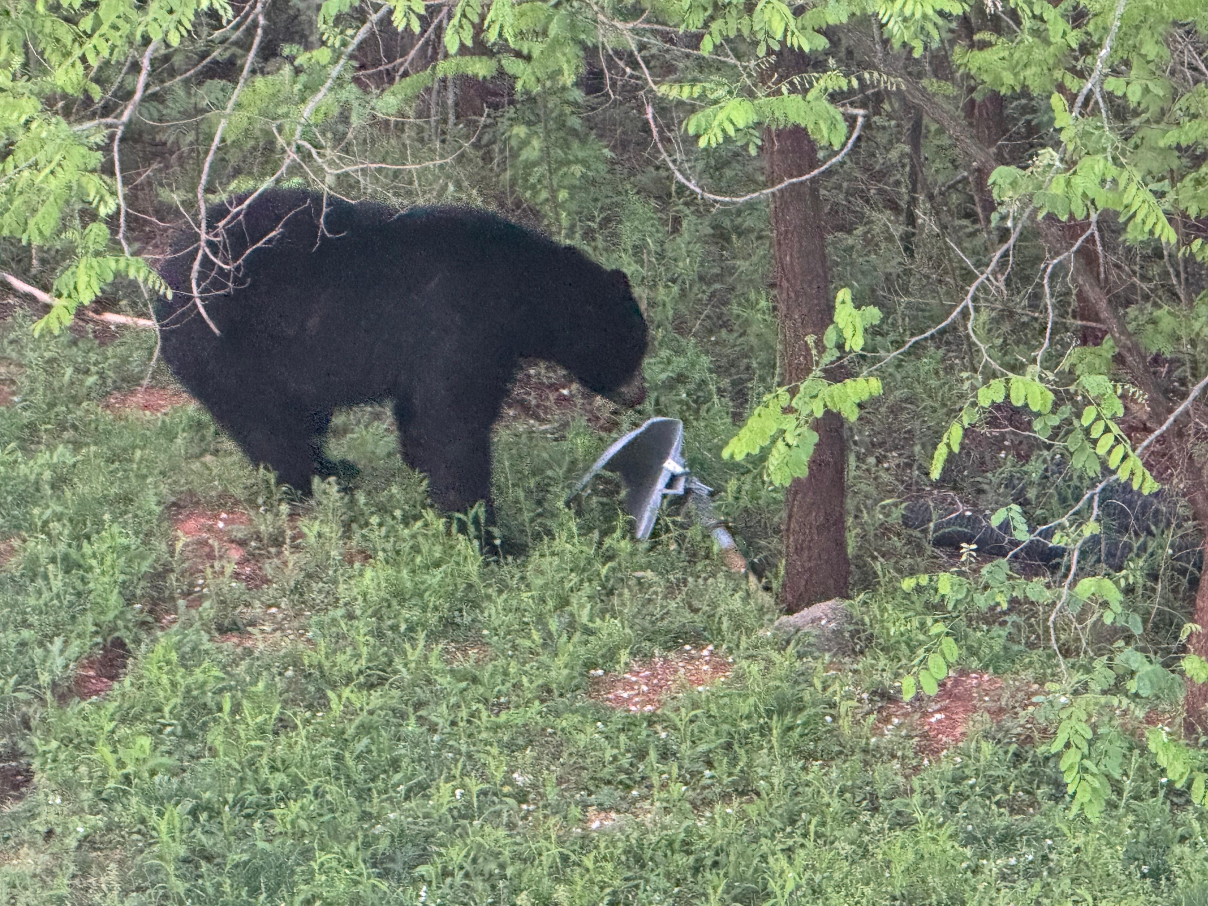 Morning visitor