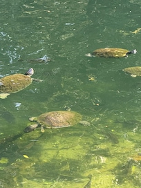 Some of the many turtles across the street!