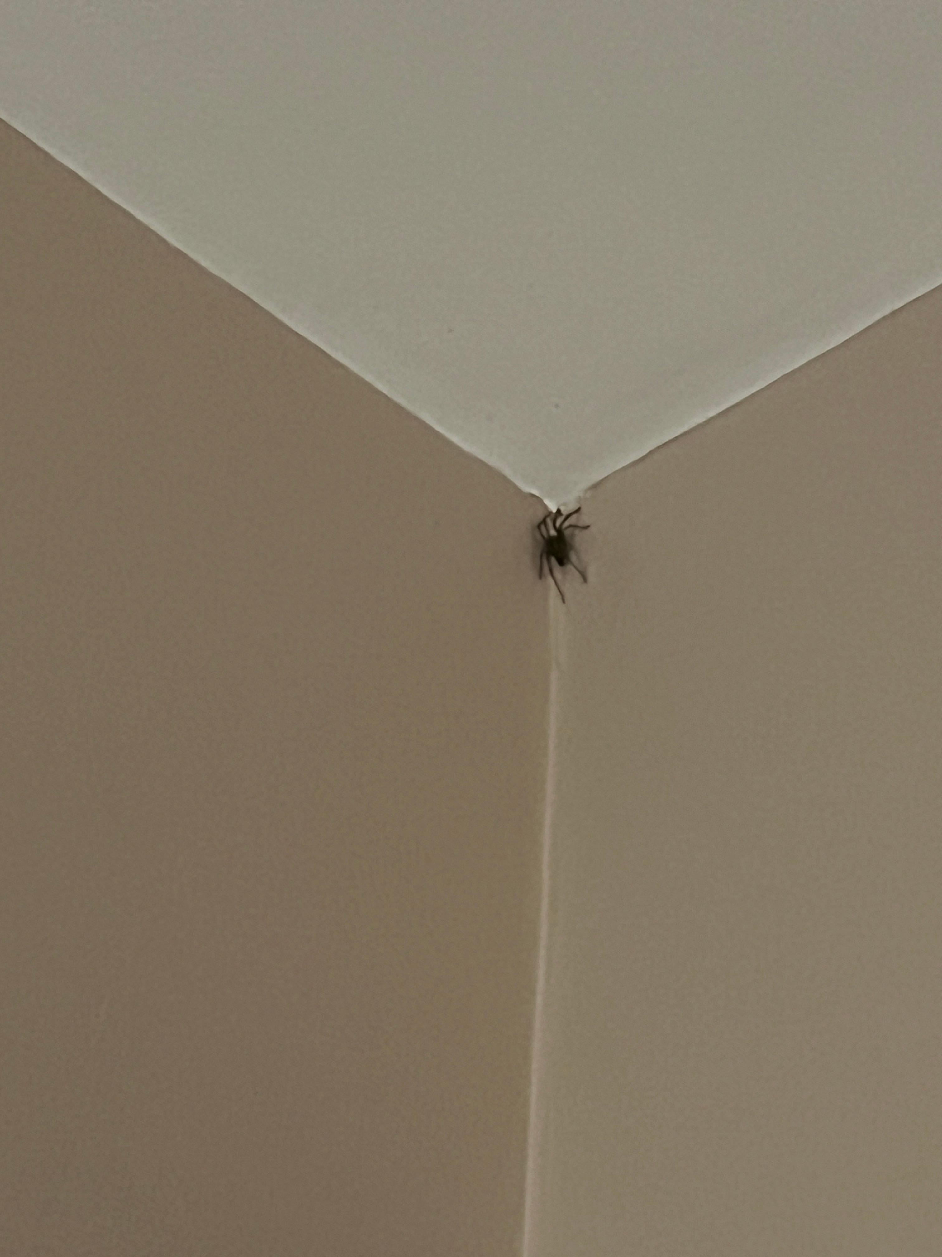 Bug #2 in room