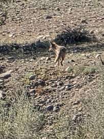 Coyote on the California side of the river