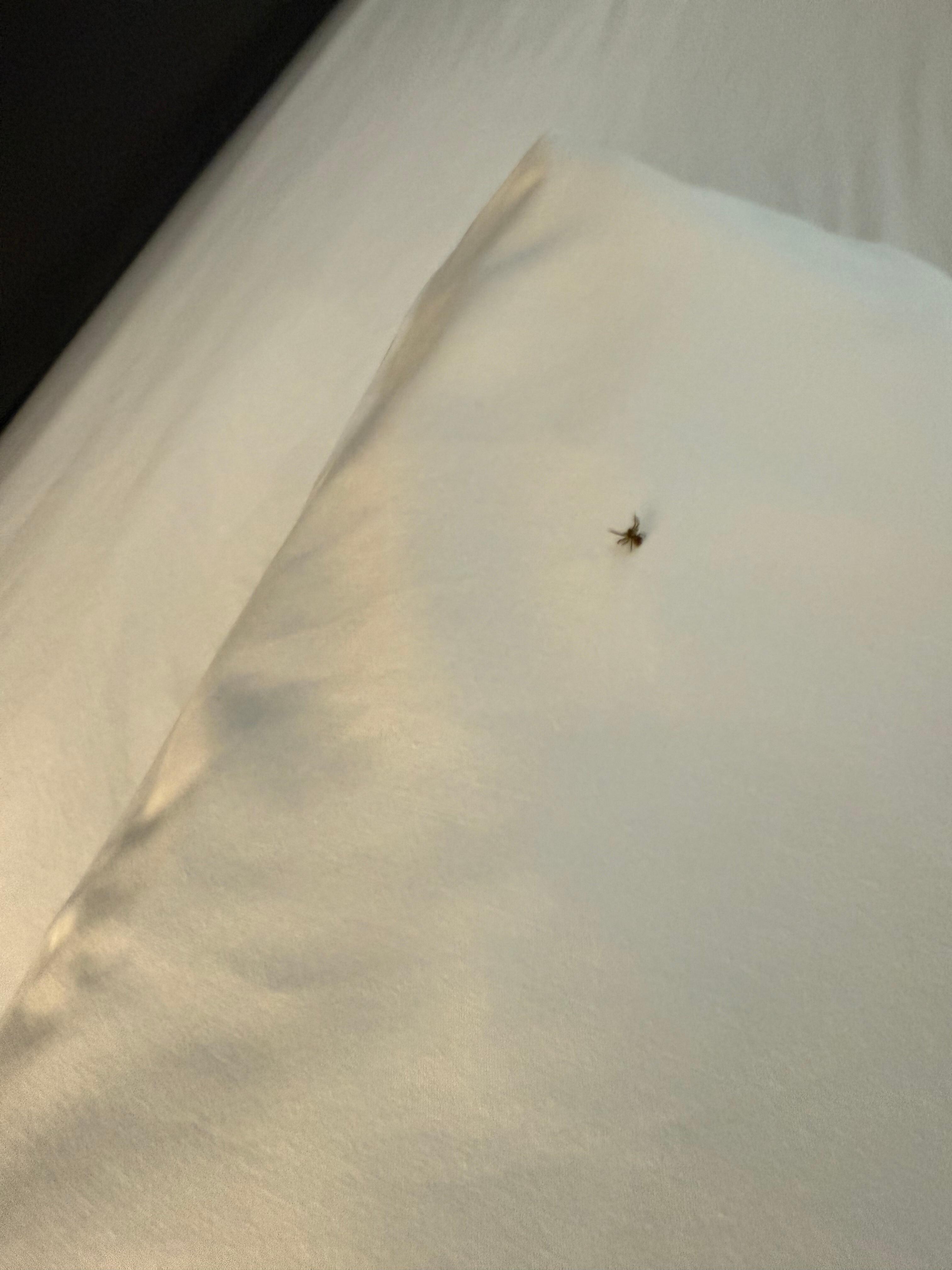 Spider on the move, on my pillow. 