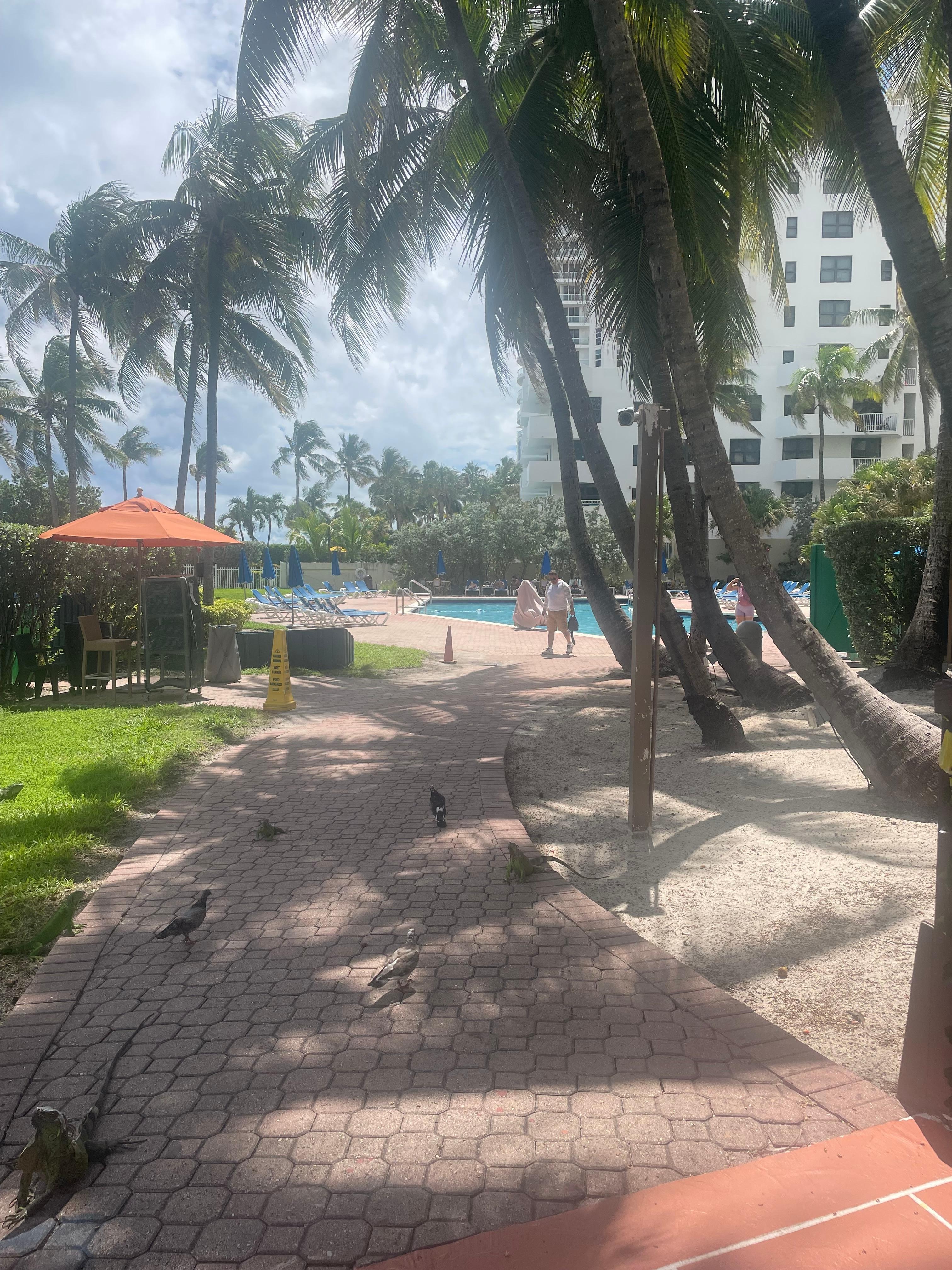 Pretty property but our room was behind this palm tree….not much of a view of the ocean