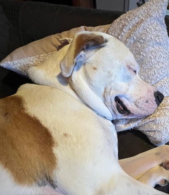 Even the dog was Happy