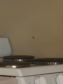 One of the couple bugs