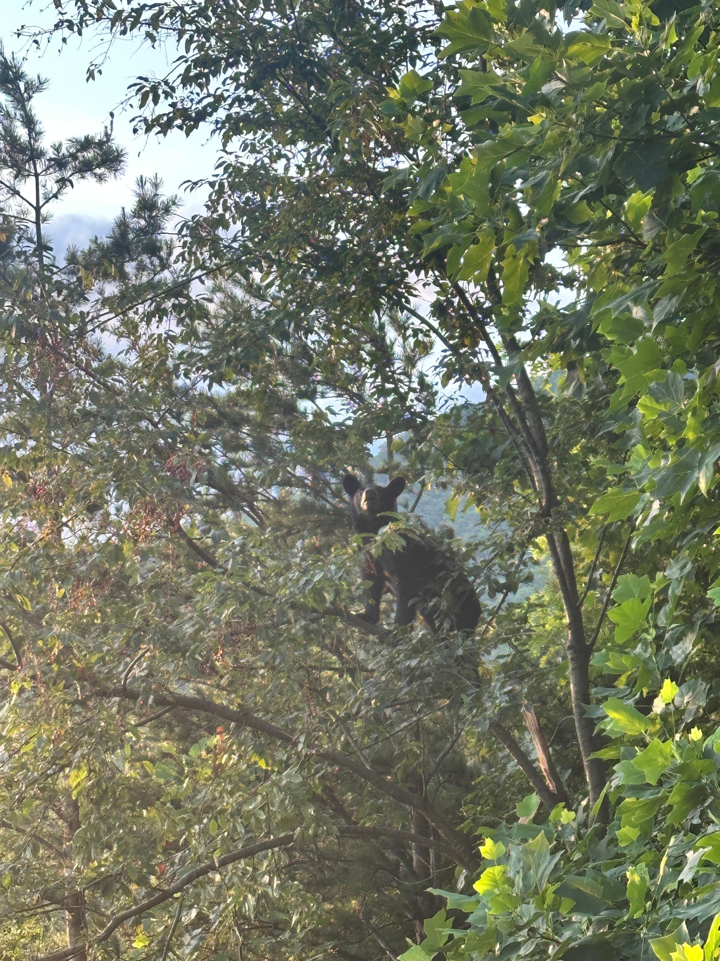 Another bear eating berries. 