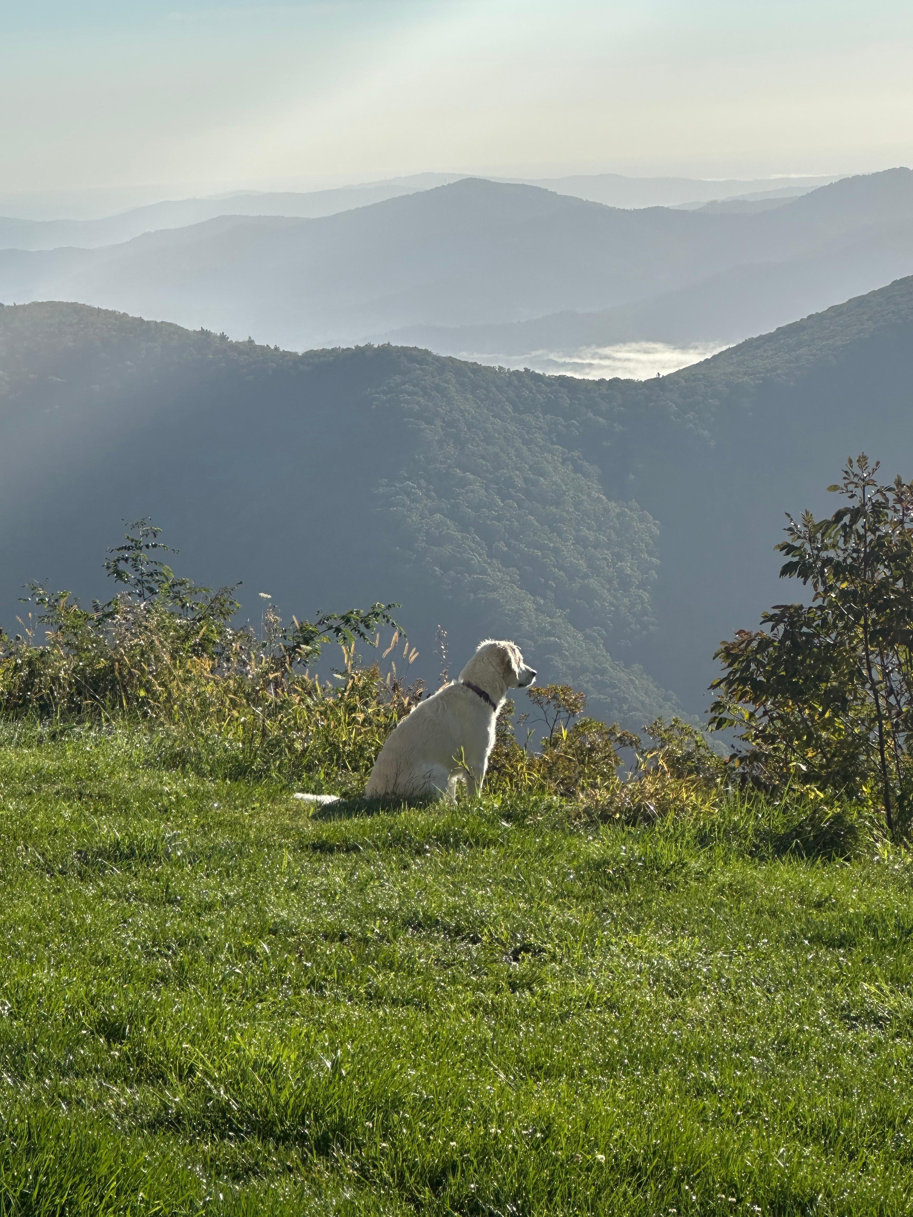 Neighbor’s Sweet Dog