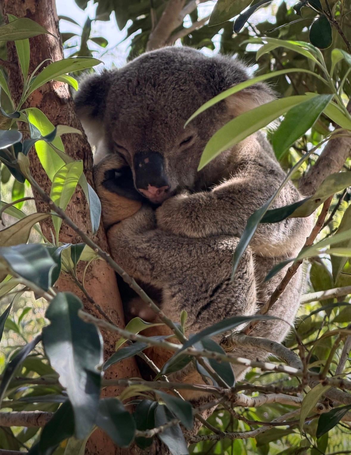 Baxter- right outside our sliding door