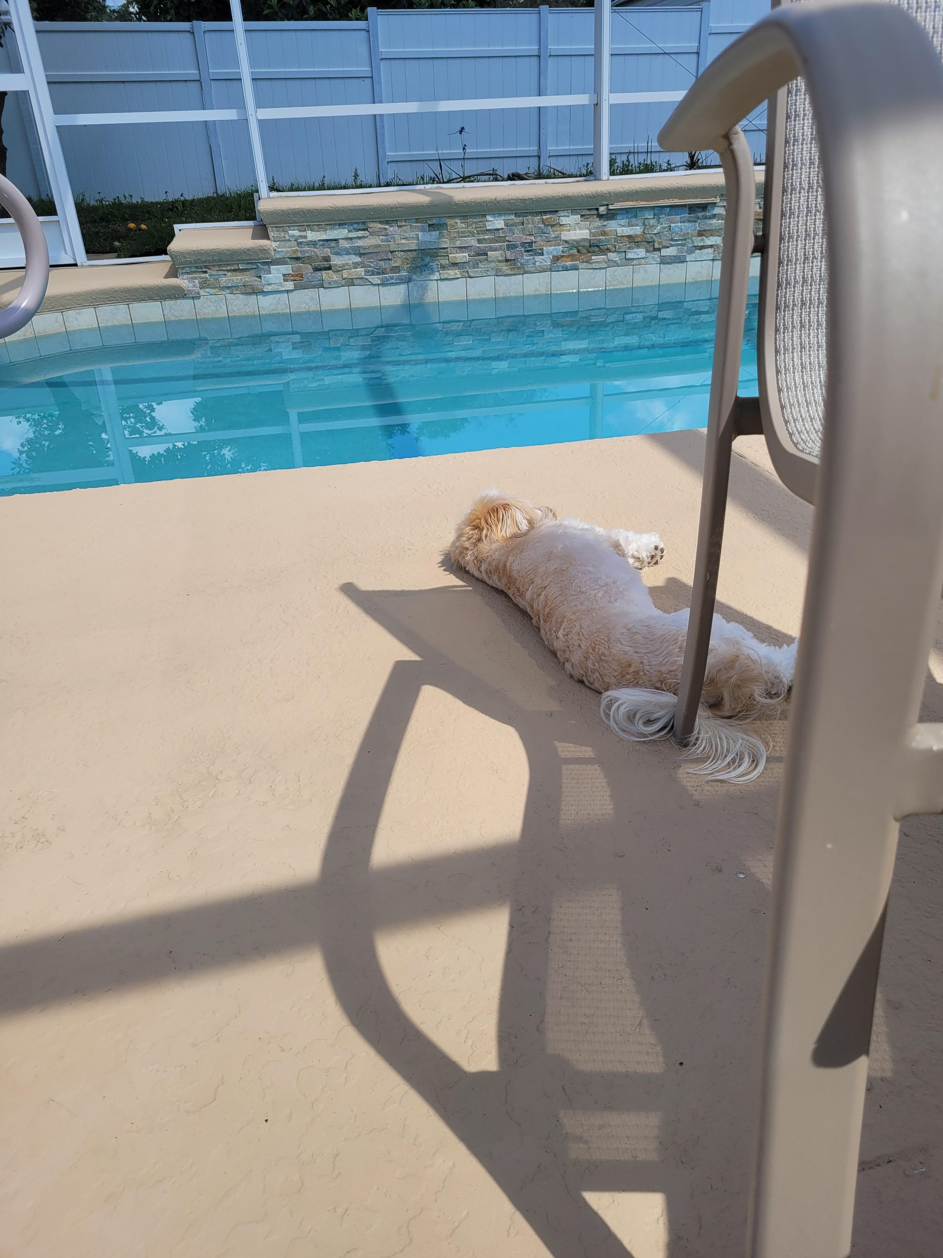 Pool side pooch