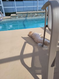 Pool side pooch