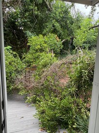 Fallen tree on the back porch