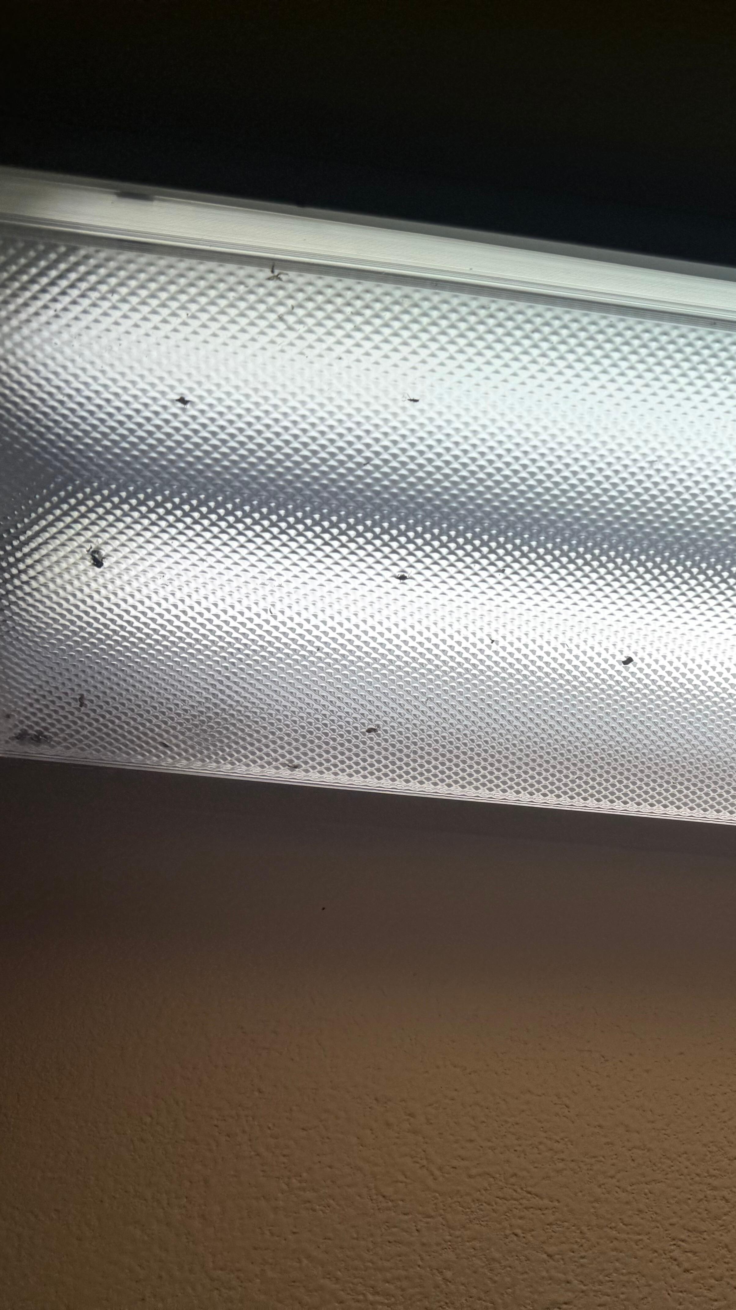 Bathroom light full of bugs, I couldn’t get a great picture but it was pretty gross