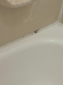 Mold along the bathtub grout